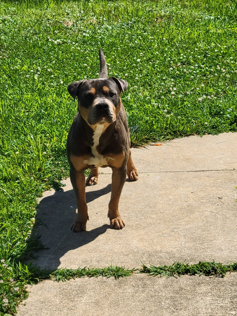 Jveezo's tweet photo. National Dog Day #fox29goodday 
#NationalDogDay https://t.co/Iwb8pgwjrP