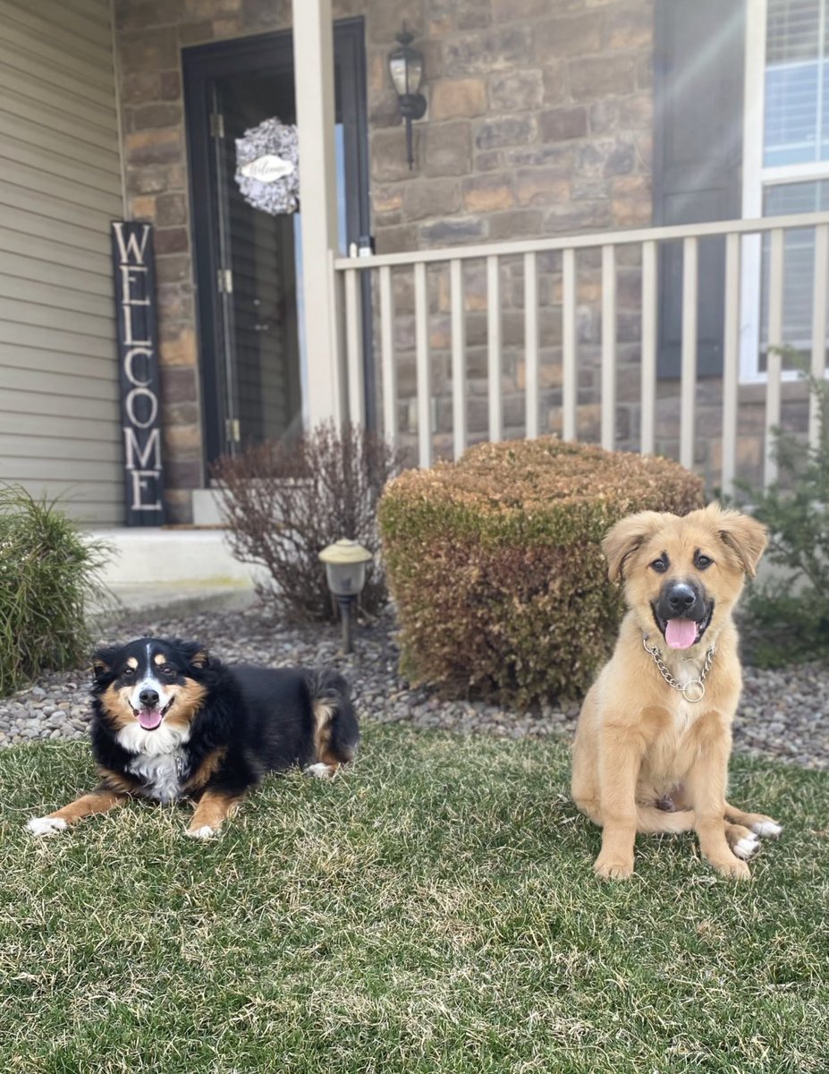 Ruskemp's tweet photo. Happy #NationalDogDay from Sammie and Kota!  #fox29goodday https://t.co/YqbumpH5Mg