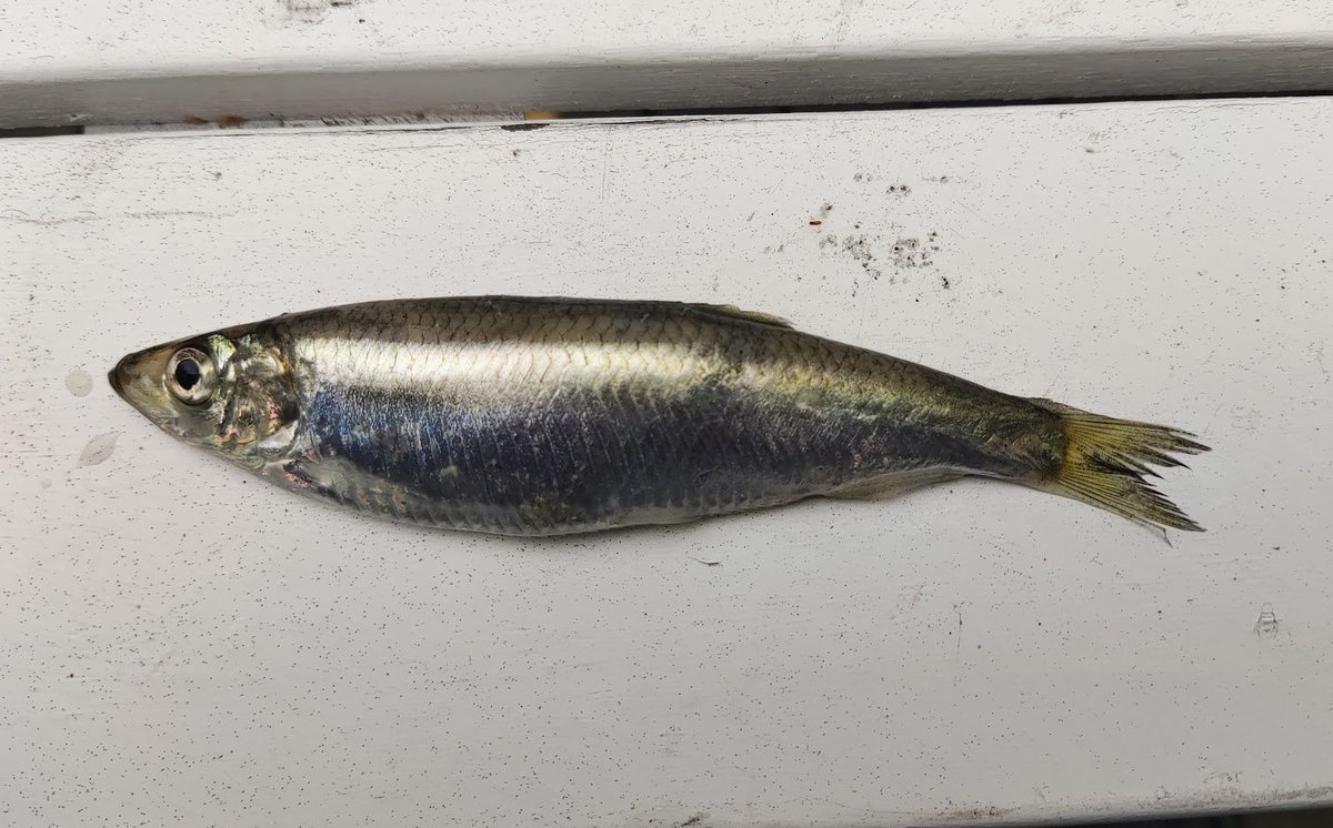 teemutast's tweet photo. Kilohaili on Suomen toiseksi kalastetuin kala. Saalis on noin 15 miljoonaa kiloa vuodessa. Yli puolet saaliista puretaan ulkomaisiin satamiin. Suomessa kilohaili menee pääasiassa rehuksi, mutta meille tuodaan Latviassa ja Virossa valmistettuja kilohailisäilykkeitä. 🐟😋 https://t.co/5cxbje1rGz