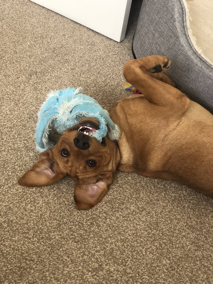 jessappleton4's tweet photo. Happy international dog day! 🐶🐾💙 https://t.co/km64yolsRP