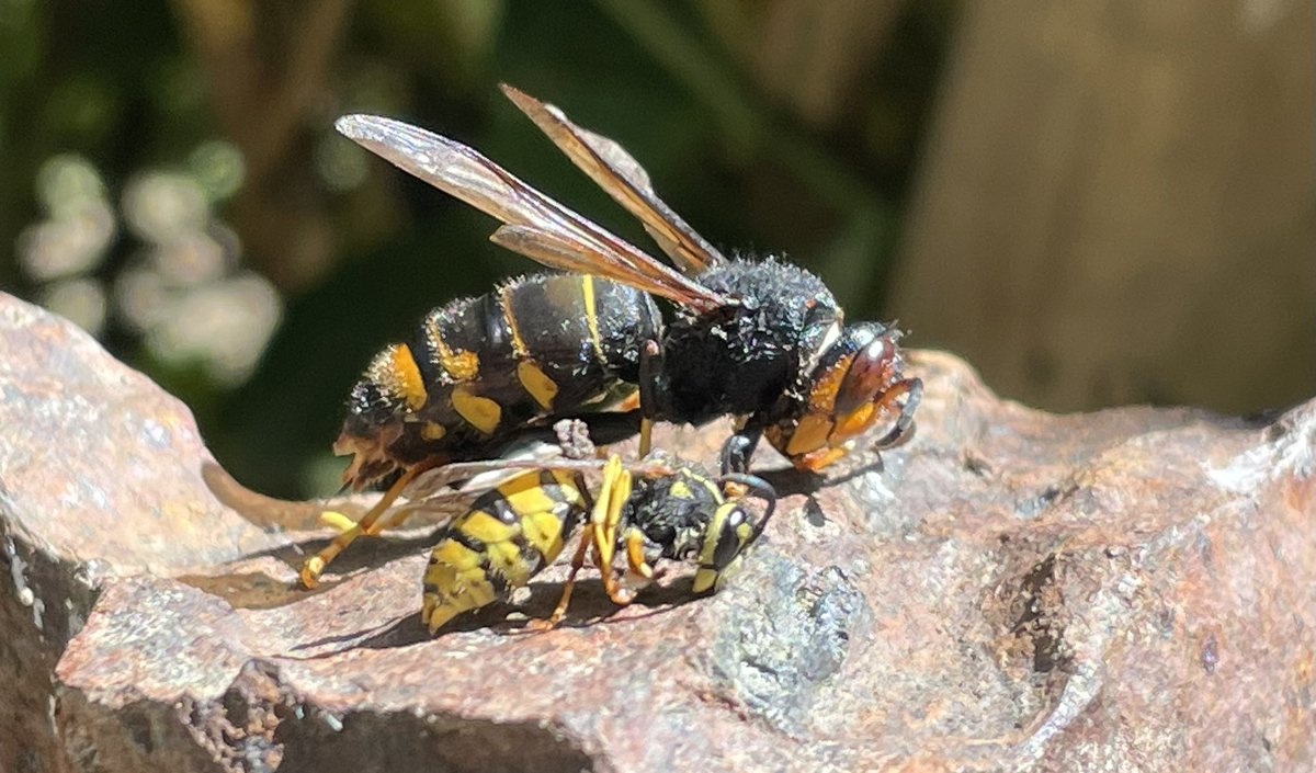 Our garden wasp traps also catch the odd Asian Hornet. This pic shows how much bigger the hornets are. #asianhornet