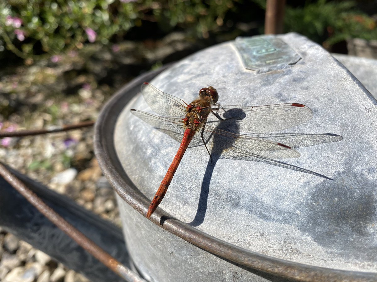 Sun is out and the common darter is back <a href="/BDSdragonflies/">British Dragonfly Society</a> #dragonfly #NaturePhotography #mygarden