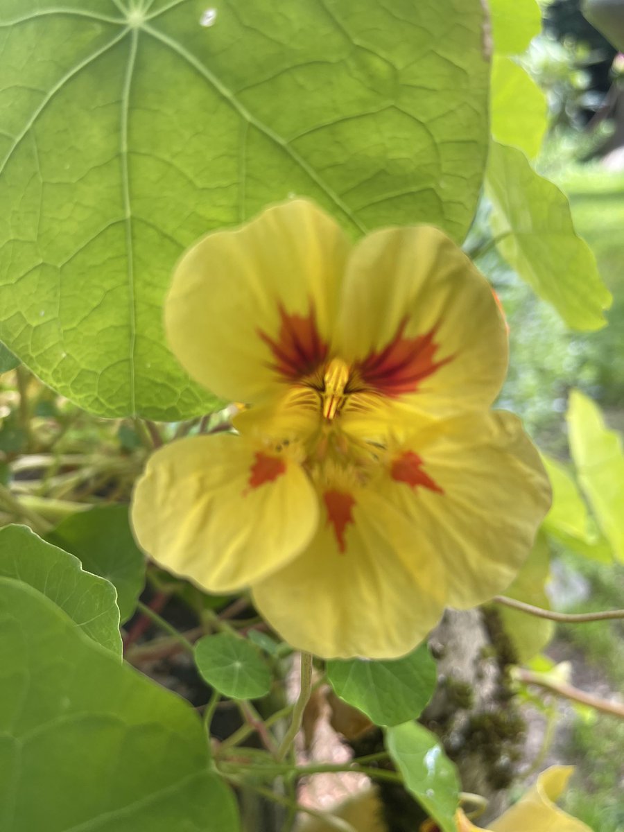 aloha_alaska's tweet photo. #FridayMoJo Thanks 🌴🌺🌴KaceyK. Have a lovely day everyone. https://t.co/bXbrgVHf0l