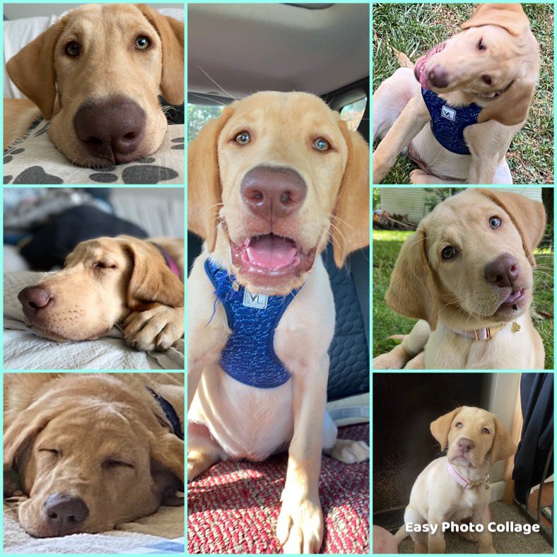 bryan_kohler's tweet photo. #fox29goodday #NationalDogDay #kaciedog @FOX29philly https://t.co/ySKhrzk9Vm