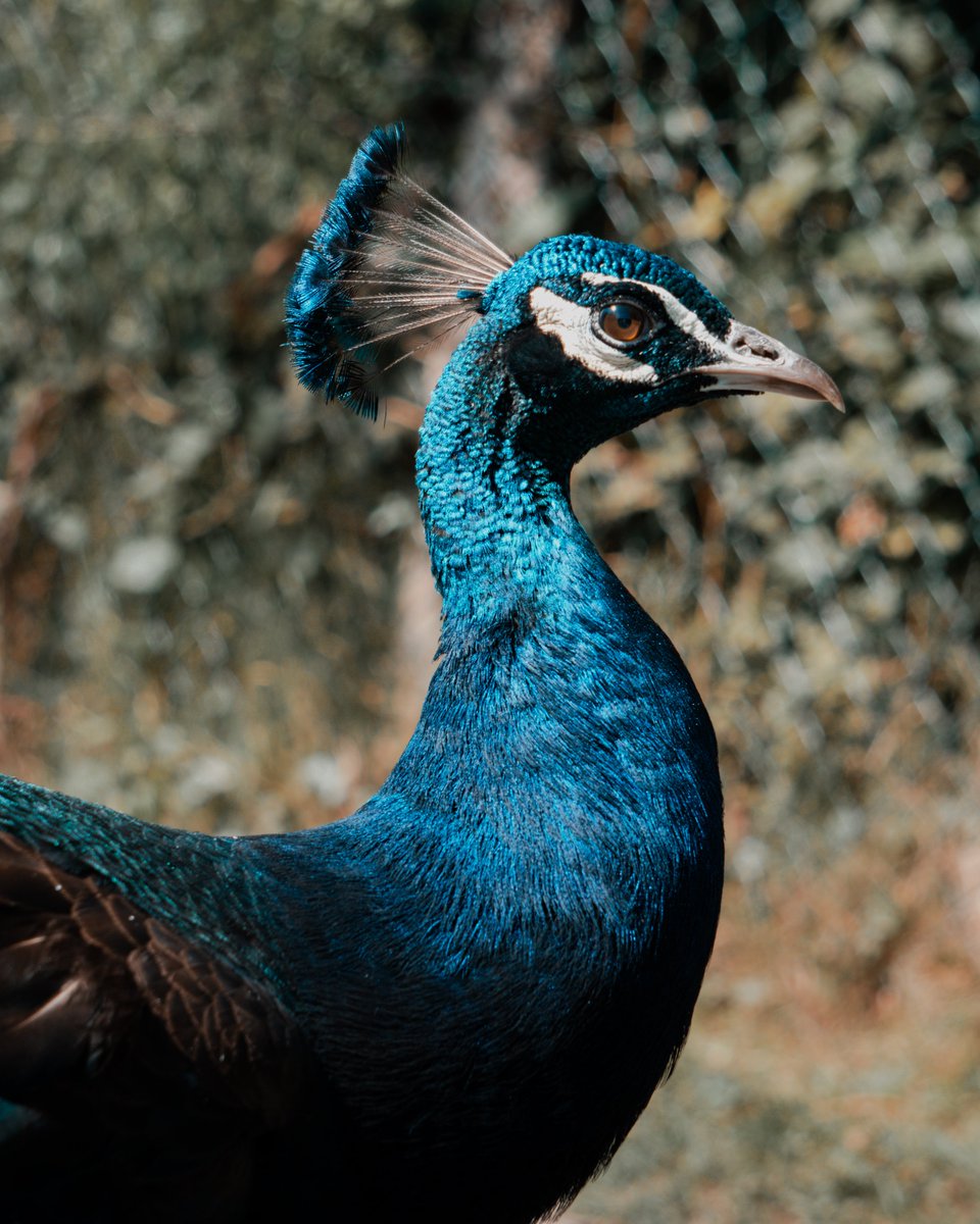 Not often I dip into wildlife photography but loved the vibrance of this peacock!

#photography #wildlifephotography