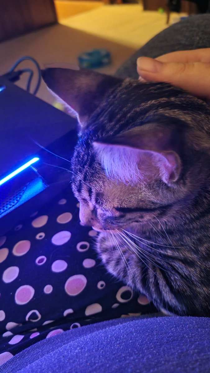 SheeshAway's tweet photo. As soon as I sit down too lolol
#KittensOfTwitter #icantwiththesetwo #๐ https://t.co/gIKELRDi5N