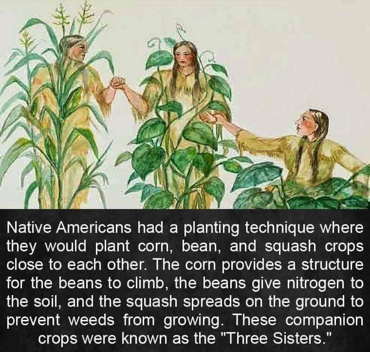 Going to try this next year #allotment #allotmentlife #growyourown #grownatural #organicfoods #mythsandlegends #NativeAmerican