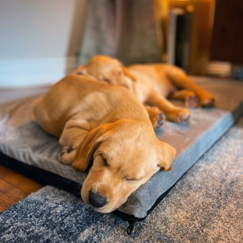 yousayjump's tweet photo. With it being #InternationalDogDay, we thought it would only be right to dedicate a post to our Managing Director's new red fox labs! Everyone meet Belah &amp; Bailey 🖤

#wesayhowhigh #brandagency #petphotos #puppies https://t.co/56vHDe5Zu1