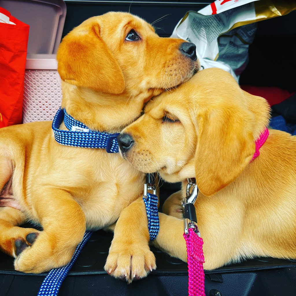 yousayjump's tweet photo. With it being #InternationalDogDay, we thought it would only be right to dedicate a post to our Managing Director's new red fox labs! Everyone meet Belah &amp; Bailey 🖤

#wesayhowhigh #brandagency #petphotos #puppies https://t.co/56vHDe5Zu1