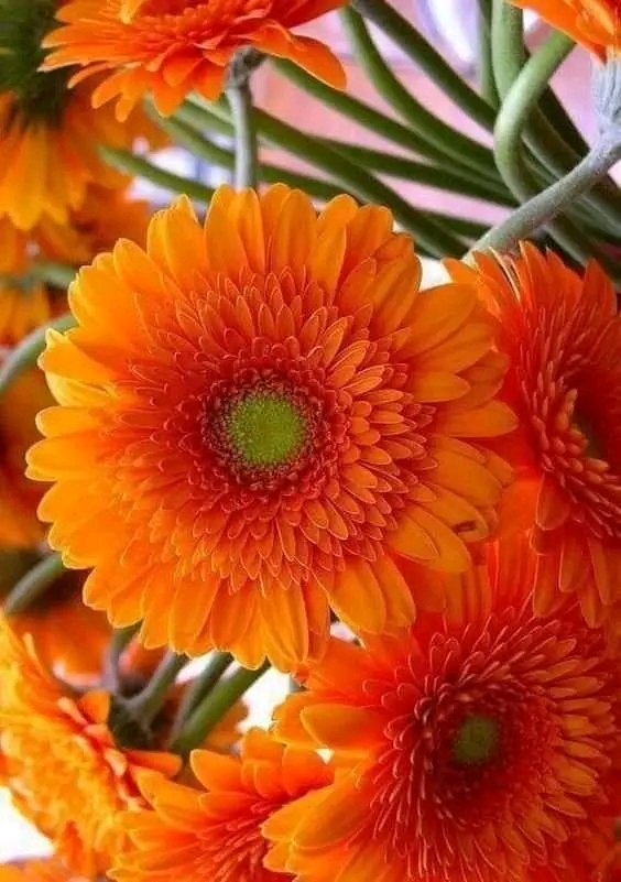 Bijoy176's tweet photo. ফুলঘোর https://t.co/eCrWVoOwlu