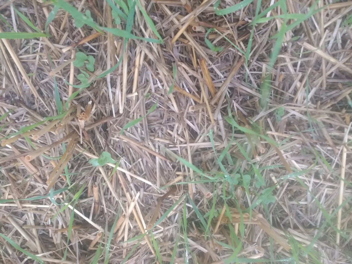 PaulCaplette's tweet photo. #coursesprint !
Colza d'hiver. Je me demande s'il va réussir à compétitionner la repousse du blé d'hiver.
#agriculture
#innovation
#essaie
#couvertvegetal
#covercrop https://t.co/Wa7q9ej7TC