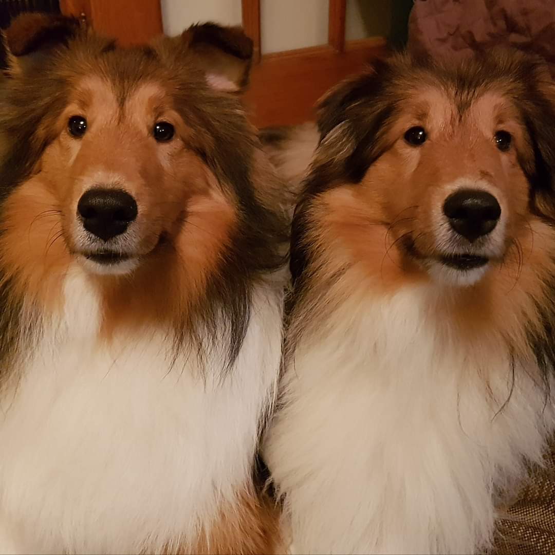 Happy International Dog Day from Vegas and London!
#InternationalDogDay