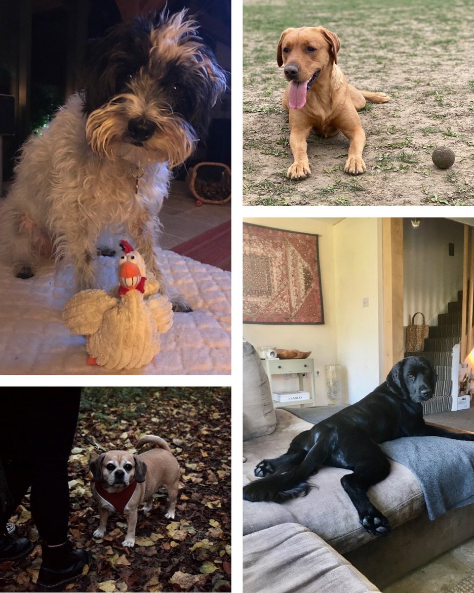 Happy National Dog Day from LK2’s pawsome team

#NationalDogDay