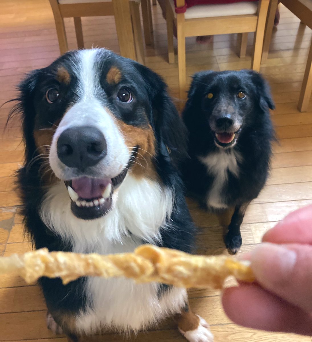 fran_to_cisco's tweet image. いい子ちゃんたち🥰