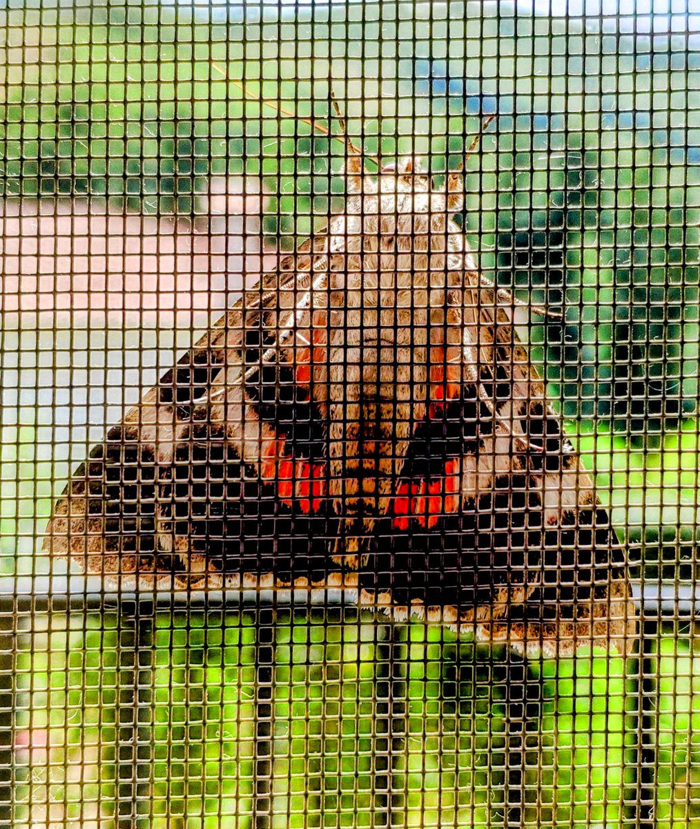 neraidos_n's tweet photo. Catocala ultronia
Ultronia Underwing
Moth
#Catocalaultronia #UltroniaUnderwing #Moth #Catocala_ultronia #Ultronia_Underwing #Catocala #Ultronia #underwing https://t.co/hUuTc3KqA1