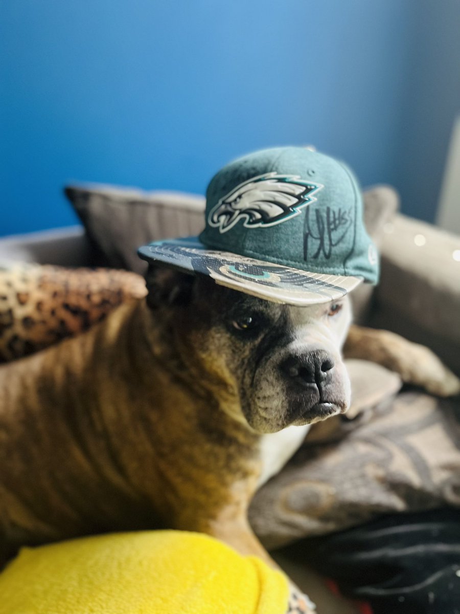 Aneta23's tweet photo. STELLA bleeds green!!!  #FOX29GOODDAY #GoBirds #flyEAGLESfly #OldEnglishBulldog https://t.co/qgyKo4EaaF