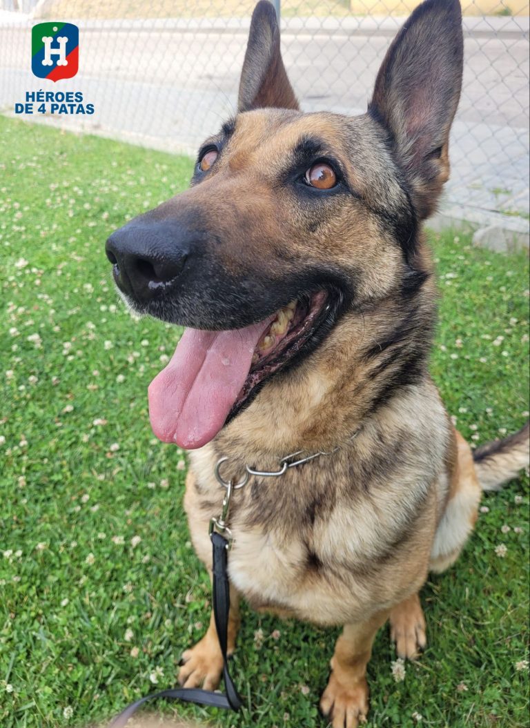 policia's tweet photo. 🐾🐾🐾
Kessam , Rocky y Popet son tres agentes caninos que han dedicado parte de sus vida a velar por la #seguridad de todos y ahora buscan una familia a la que querer 🥰 y con la que pasar su tan merecido retiro

¿Quieres darles una #oportunidad? 🐕👉 https://t.co/quPxHECrVV https://t.co/Y5Rfu8sClc