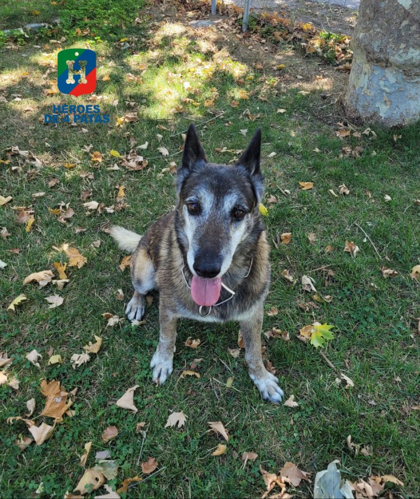 policia's tweet photo. 🐾🐾🐾
Kessam , Rocky y Popet son tres agentes caninos que han dedicado parte de sus vida a velar por la #seguridad de todos y ahora buscan una familia a la que querer 🥰 y con la que pasar su tan merecido retiro

¿Quieres darles una #oportunidad? 🐕👉 https://t.co/quPxHECrVV https://t.co/Y5Rfu8sClc
