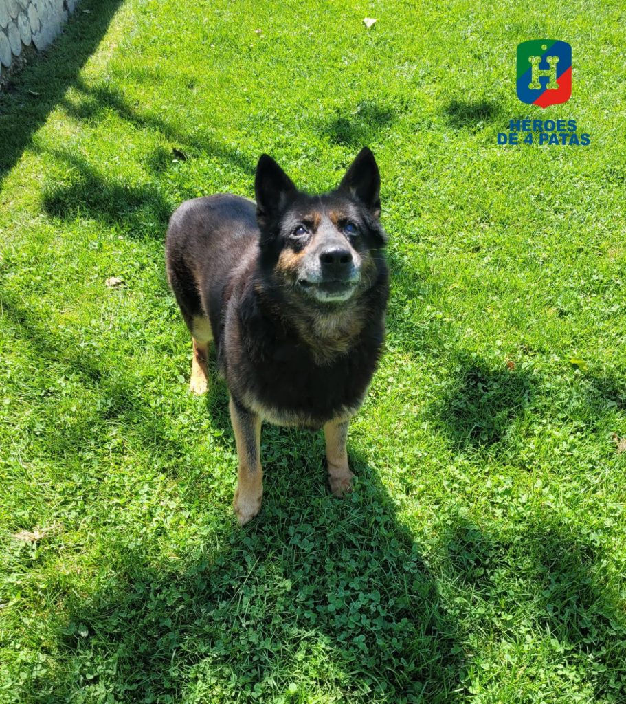 policia's tweet photo. 🐾🐾🐾
Kessam , Rocky y Popet son tres agentes caninos que han dedicado parte de sus vida a velar por la #seguridad de todos y ahora buscan una familia a la que querer 🥰 y con la que pasar su tan merecido retiro

¿Quieres darles una #oportunidad? 🐕👉 https://t.co/quPxHECrVV https://t.co/Y5Rfu8sClc