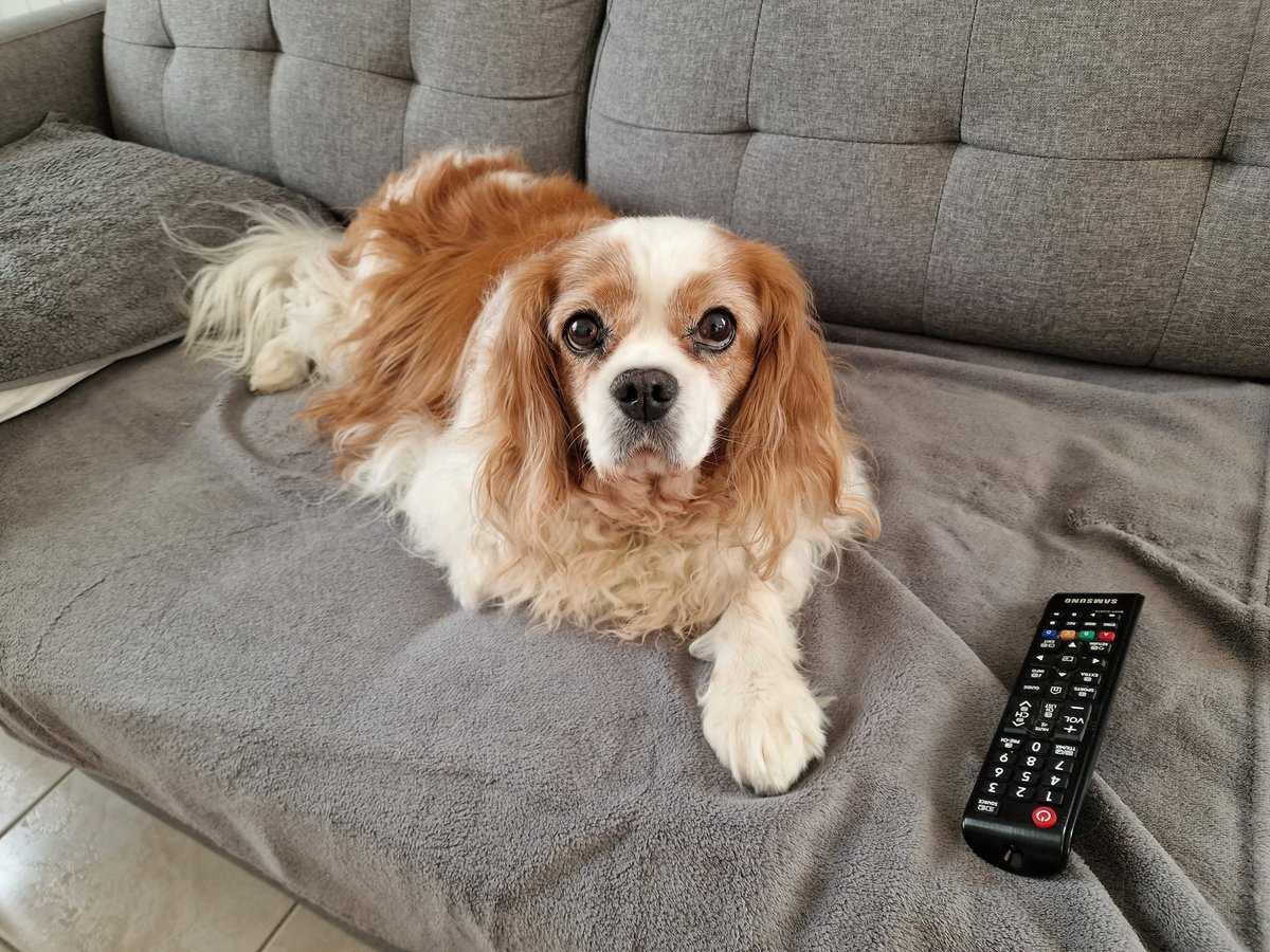 SAucoutus tweet media