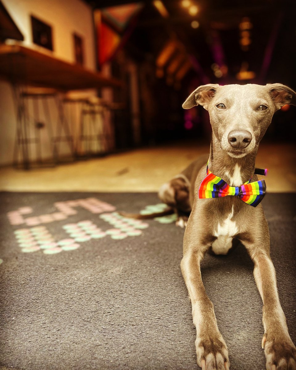 53two's tweet photo. #Manchester Legend Albion is #Pride ready! 💙💜

Thank you Aunties @kelseajk &amp; @tashacoops_ for the excellent bow tie!!! 🌈 #PrideDog https://t.co/T0N8cknhJi