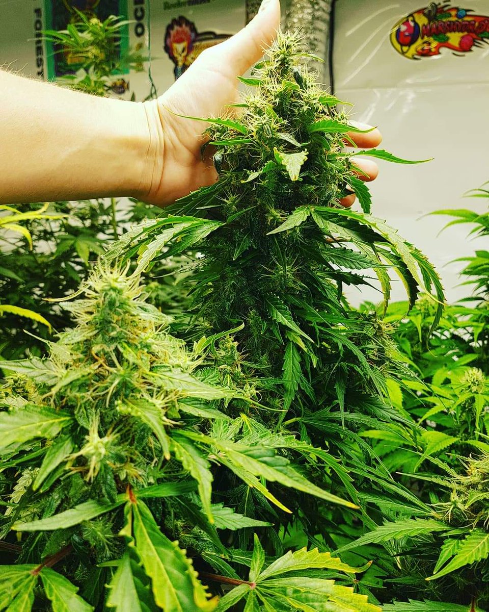 GrowMizz's tweet photo. Massive auto flower cannabis in bloom so exciting https://t.co/mV2VZ1lf9X