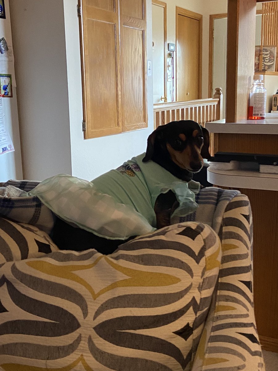 ComOptShanna's tweet photo. Here is my Harper girl… trust me, she loves her dress!😂🤗😂🤗 #HappyNationalDogDay @ComOptND https://t.co/F3F7Uk02fq