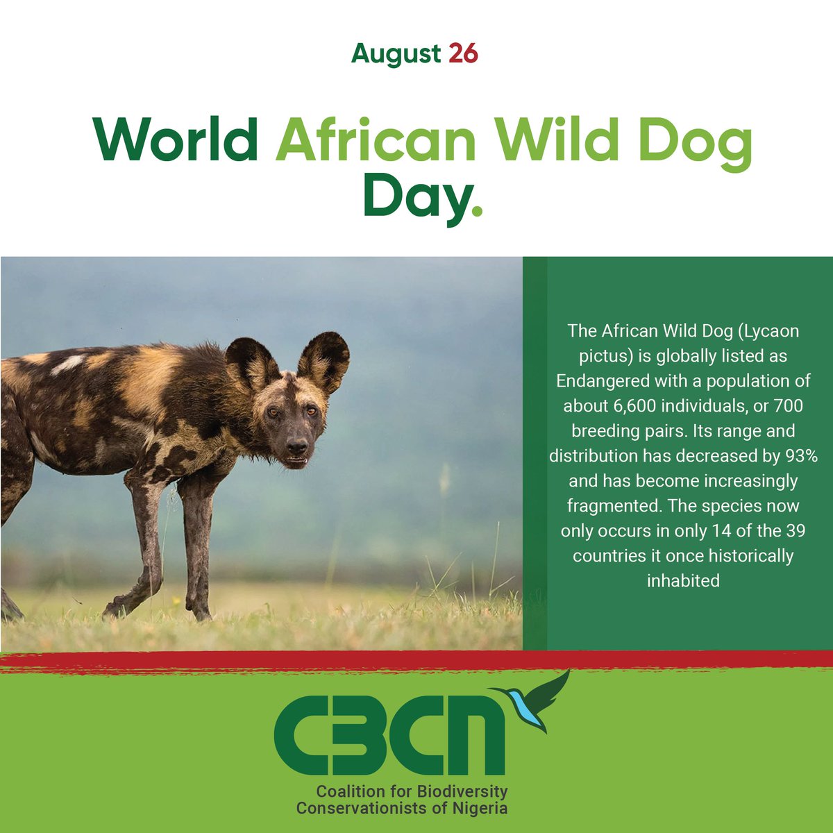 Happy World African Wild Dog Day!

There are less than 7000 Wild Dogs left on the entire continent!

#Endangered
#ConservationEffort
#StopPoaching
#Carnivore
#Conservation