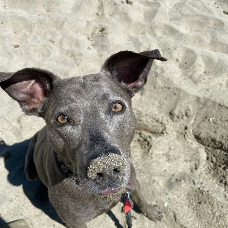 NadiaEO's tweet photo. #NationalDogDay ❤️❤️
#milliethetraildog https://t.co/d8CxrvOYdP