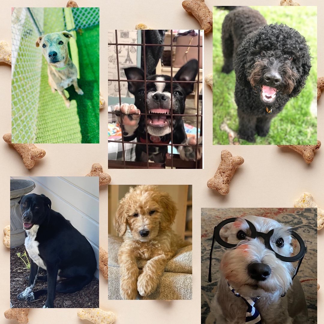 Okstate_EM_Res's tweet photo. Happy National Dog Day to our favorite fur babies🐩! We wouldn’t want to do Emergency Medicine without these loving animals! 🐕‍🦺🐶🦮 #nationaldogday2022 https://t.co/VXtzBXbAqv