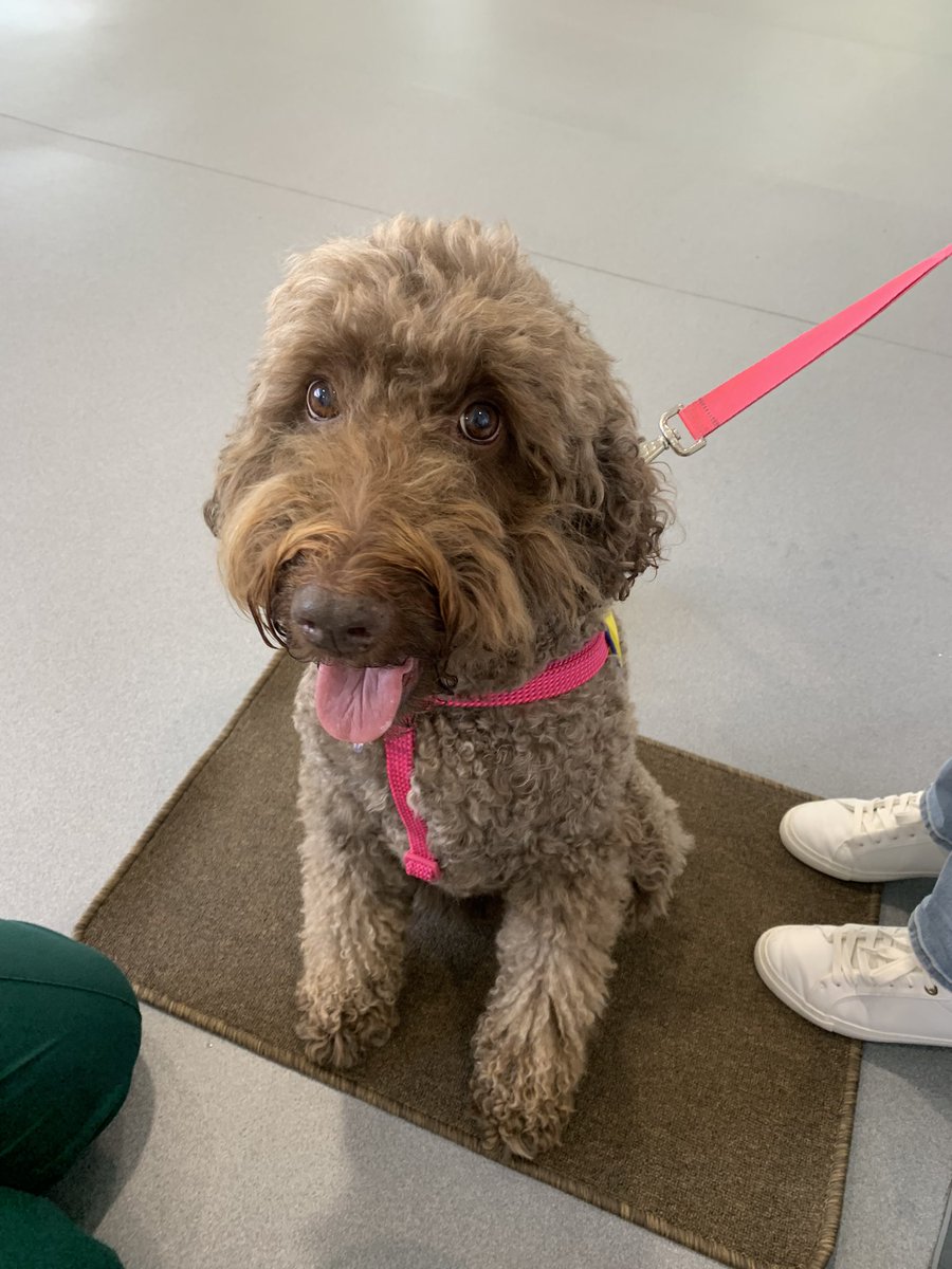 Winnie the Therapy Dog getting us through our Friday ☺️❤️ #therapypet #therapydog