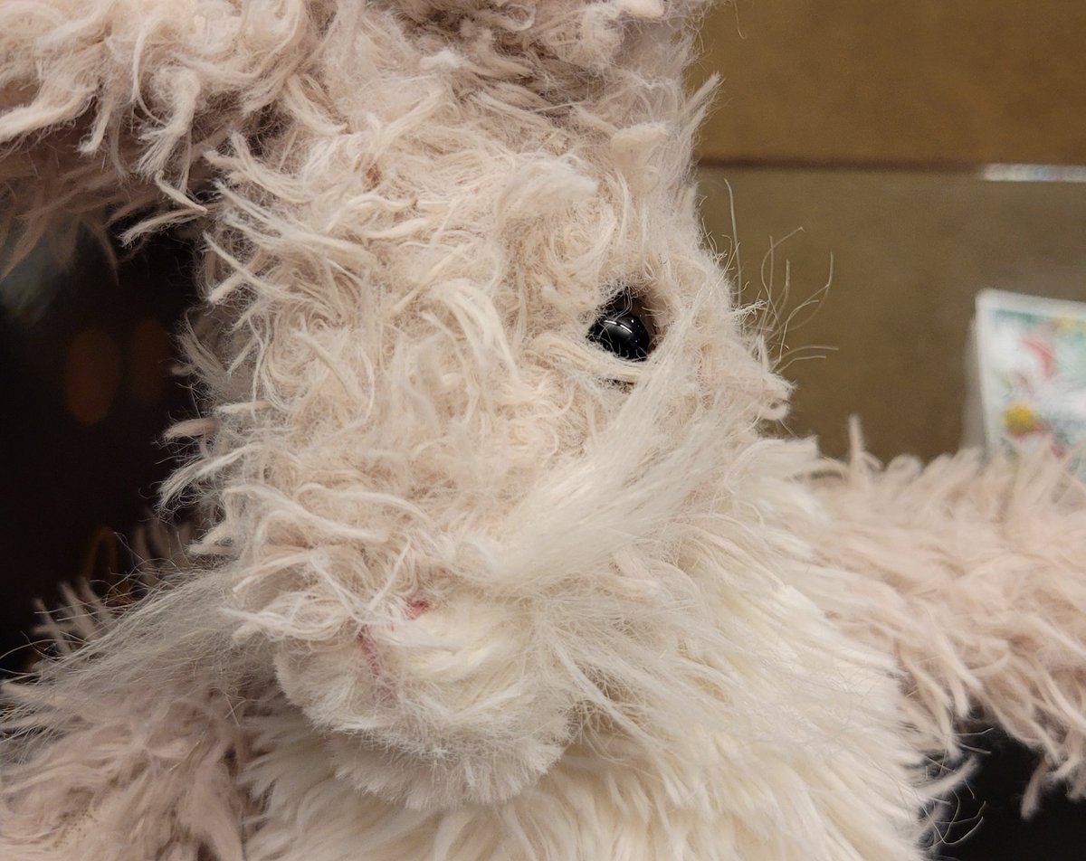 swanseastones's tweet photo. WE INTERRUPT THIS BROADCAST WITH AN URGENT MESSAGE

We have a LOST RABBIT in the shop.

Do you recognise this rabbit? Can you help us reunite it with its owner? https://t.co/e1T8LV7YcR