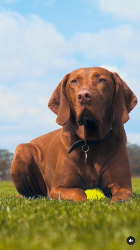 Evorio365's tweet photo. It's #NationalDogDay so of course we made a video of all the pooches in the #Evorio family! 
Enjoy the antics of Merlin, Riley, Sasha and Seb 🐶

Click below to enjoy! 

https://t.co/uN2HMaocoA https://t.co/kN2u2fdBuH