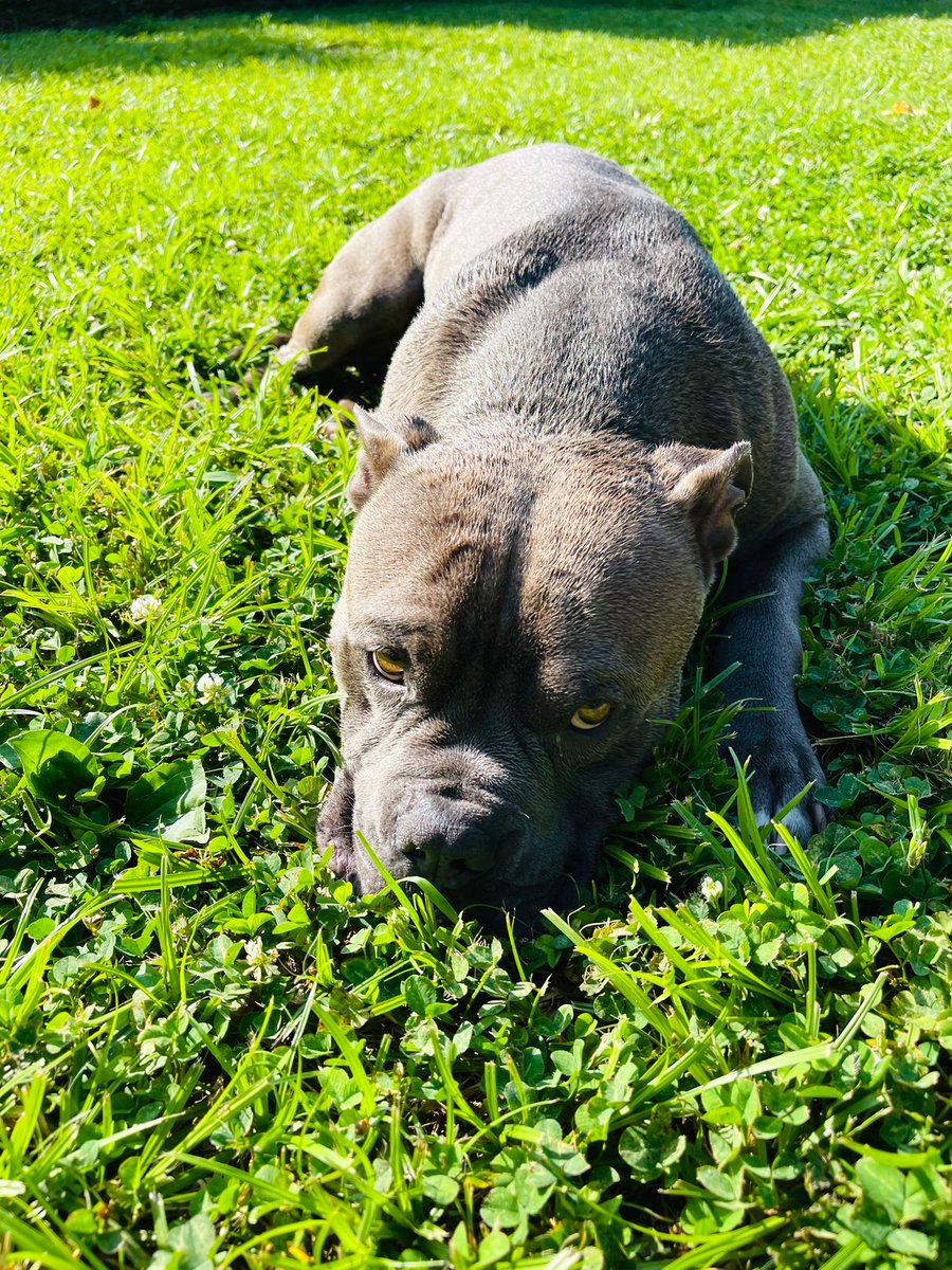 Gconejo84mex's tweet photo. @raulbrindis buenos días show perroo!! Saludos des de St Louis Missouri, feliz día nacional del pero para mi perro CATRIN es un blue pitbull , es de los perros más cariñosos con toda la gente y protectores, son mas cariñosos que un chihuahua https://t.co/ZxEhf96FVn