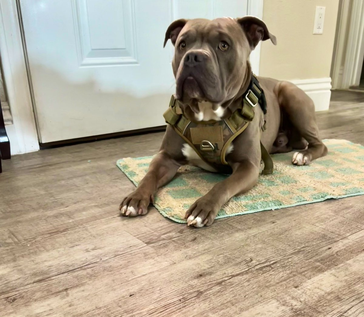 Gconejo84mex's tweet photo. @raulbrindis buenos días show perroo!! Saludos des de St Louis Missouri, feliz día nacional del pero para mi perro CATRIN es un blue pitbull , es de los perros más cariñosos con toda la gente y protectores, son mas cariñosos que un chihuahua https://t.co/ZxEhf96FVn