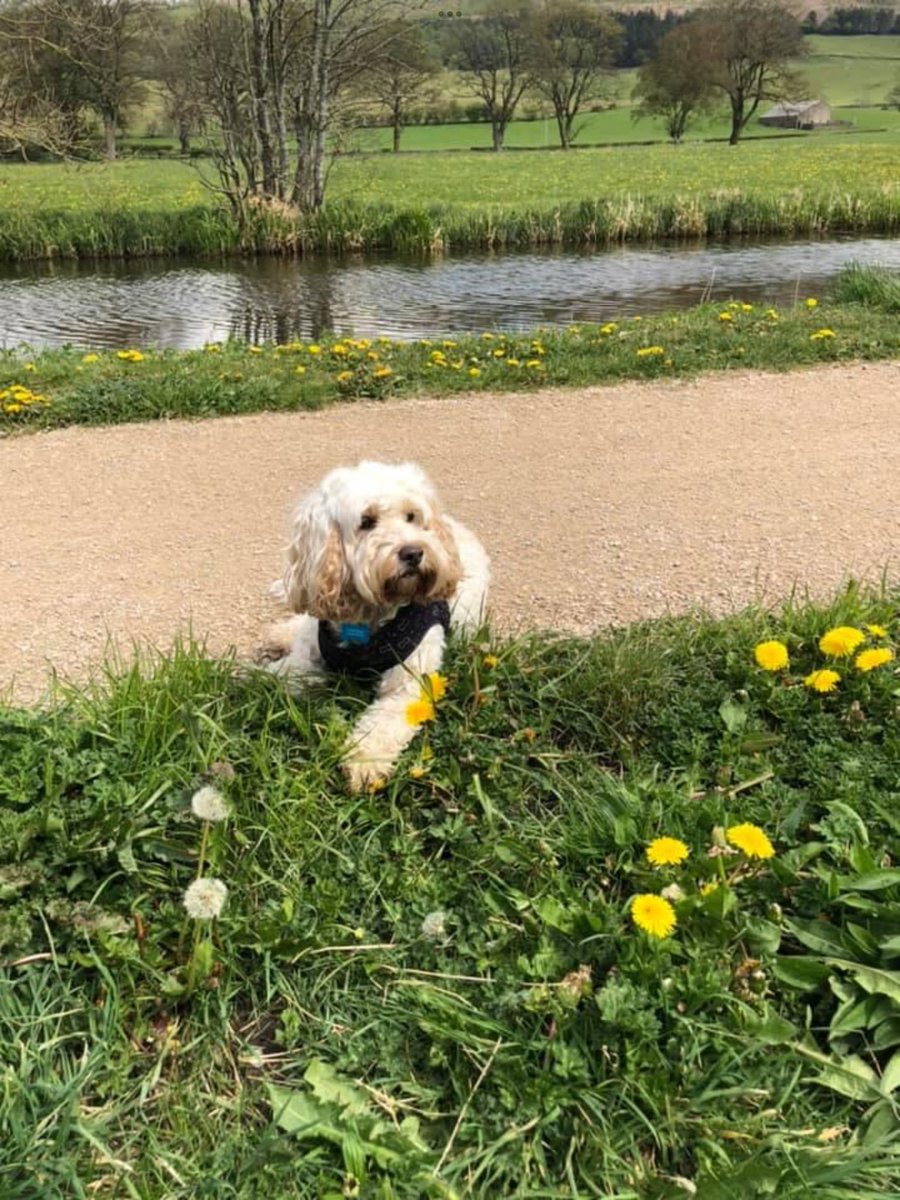 rainehibbs's tweet photo. Happy #InternationalDogDay to our grand dog @HarleyLedwidge 🐾 https://t.co/fbyu3wx35x