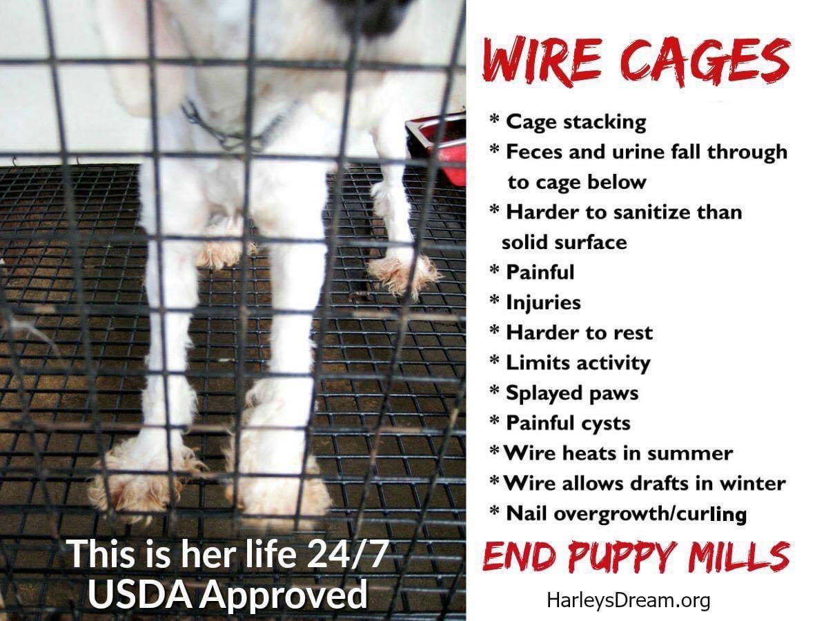 Harleys_Dream's tweet photo. Breeding facilities with WIRE FLOOR CAGES are currently in compliance with USDA. This must be changed!

Learn more: https://t.co/OhCIgyqVYt https://t.co/YaQz21GMjj