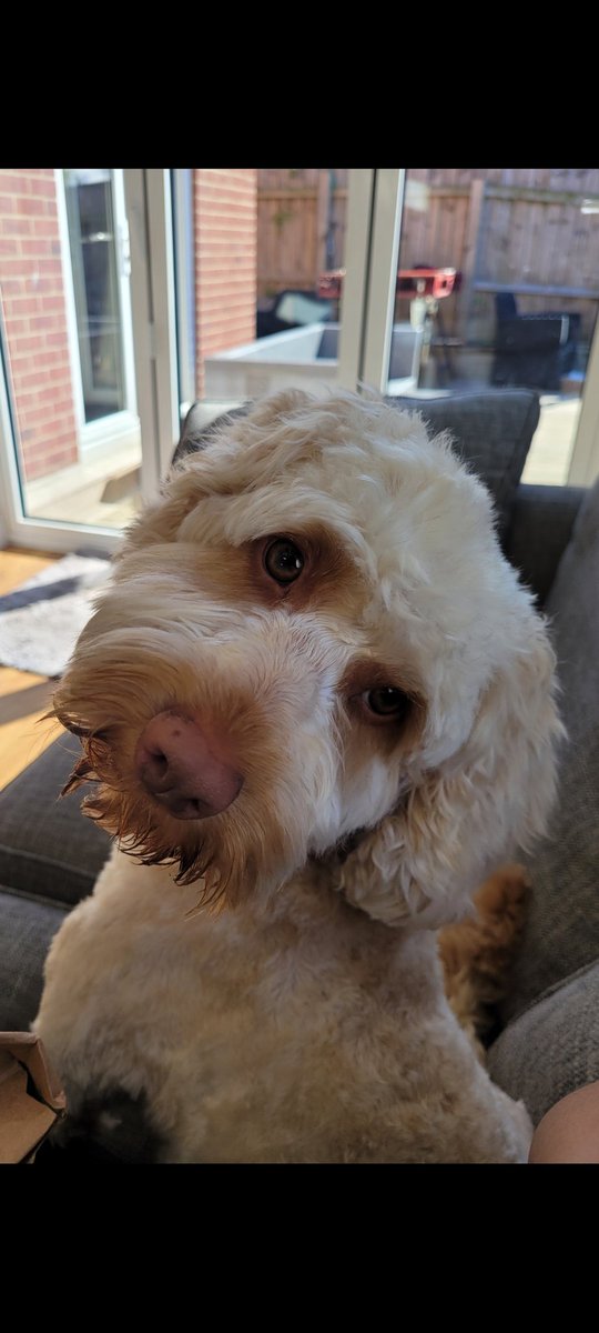 Happy #InternationalDogDay2022 
From my gorgeous boy ❤️❤️