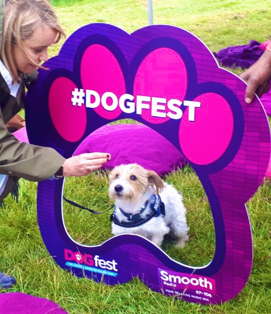 jo_lloyd's tweet photo. #InternationalDogDay it’s six weeks since he crossed the rainbow 🌈 bridge but I just have to celebrate what a beautiful little soul he was. #basildog #NationalDogDay #jackrusselterrier I miss him so much 🐶🐾💙 #lovedogs https://t.co/HtC2e6k65h