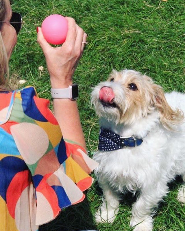 jo_lloyd's tweet photo. #InternationalDogDay it’s six weeks since he crossed the rainbow 🌈 bridge but I just have to celebrate what a beautiful little soul he was. #basildog #NationalDogDay #jackrusselterrier I miss him so much 🐶🐾💙 #lovedogs https://t.co/HtC2e6k65h