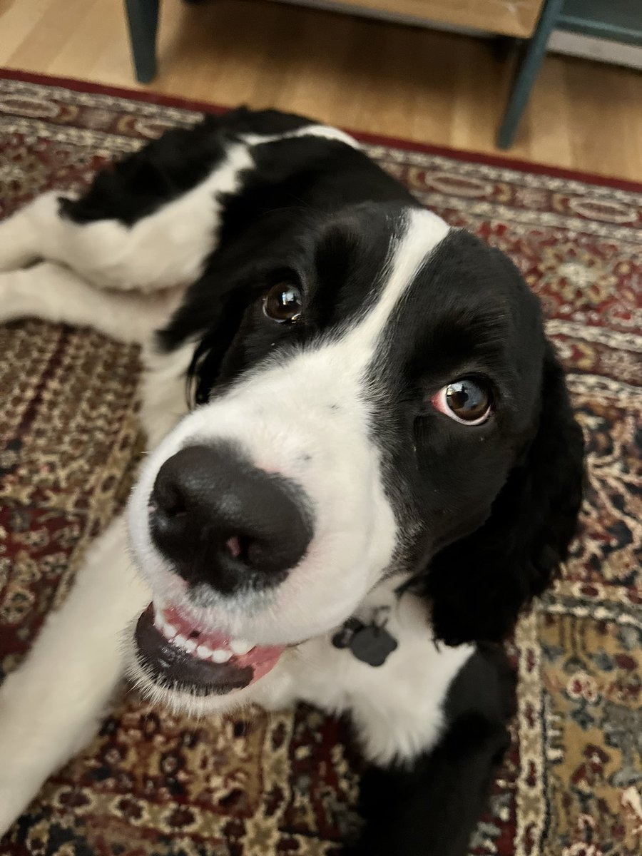 AmberJanine's tweet photo. @KeithEgli Good morning!  This is Gus the Springer of Vanier. https://t.co/mEwwF5wLUB