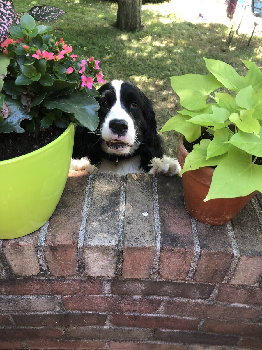 AmberJanine's tweet photo. @KeithEgli Good morning!  This is Gus the Springer of Vanier. https://t.co/mEwwF5wLUB