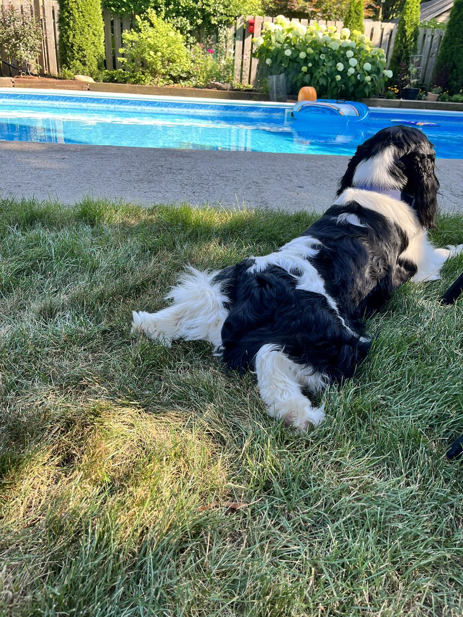 AmberJanine's tweet photo. @KeithEgli Good morning!  This is Gus the Springer of Vanier. https://t.co/mEwwF5wLUB