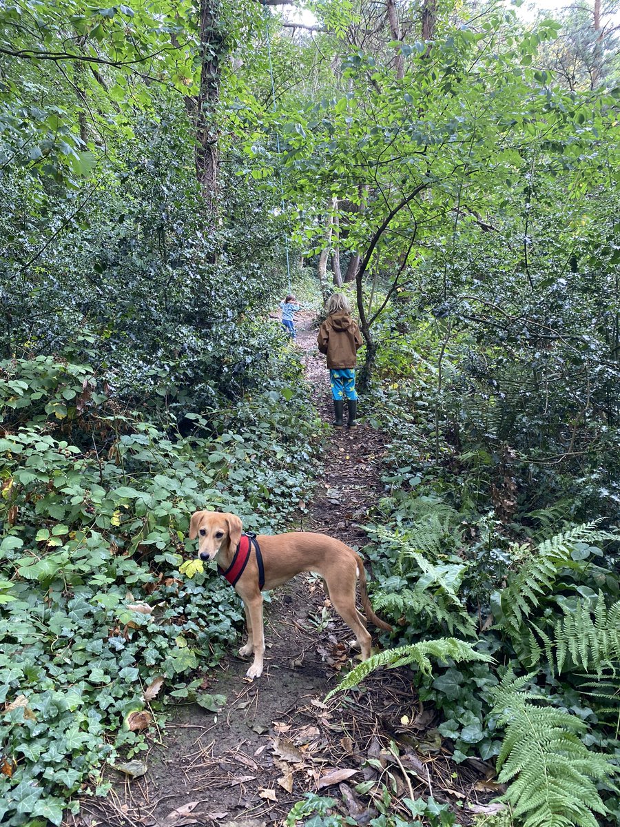 hanshare's tweet photo. When you try to take a walk to celebrate the epic achievement of submitting a book manuscript w/ @AliceVadrot on Conducting Research on Global #Environmental #AgreementMaking and one falls out a tree, the second is hungry and the dog eats a dead vole 😬😂 https://t.co/o05aKdbvih