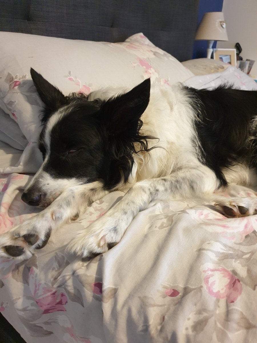 bella_collie's tweet photo. Got stung by a wasp yesterday, I'm fine but my pawrents don't need to know that #milkingit #dogsoftwitter #BorderCollie https://t.co/XTRbzZ4NyB