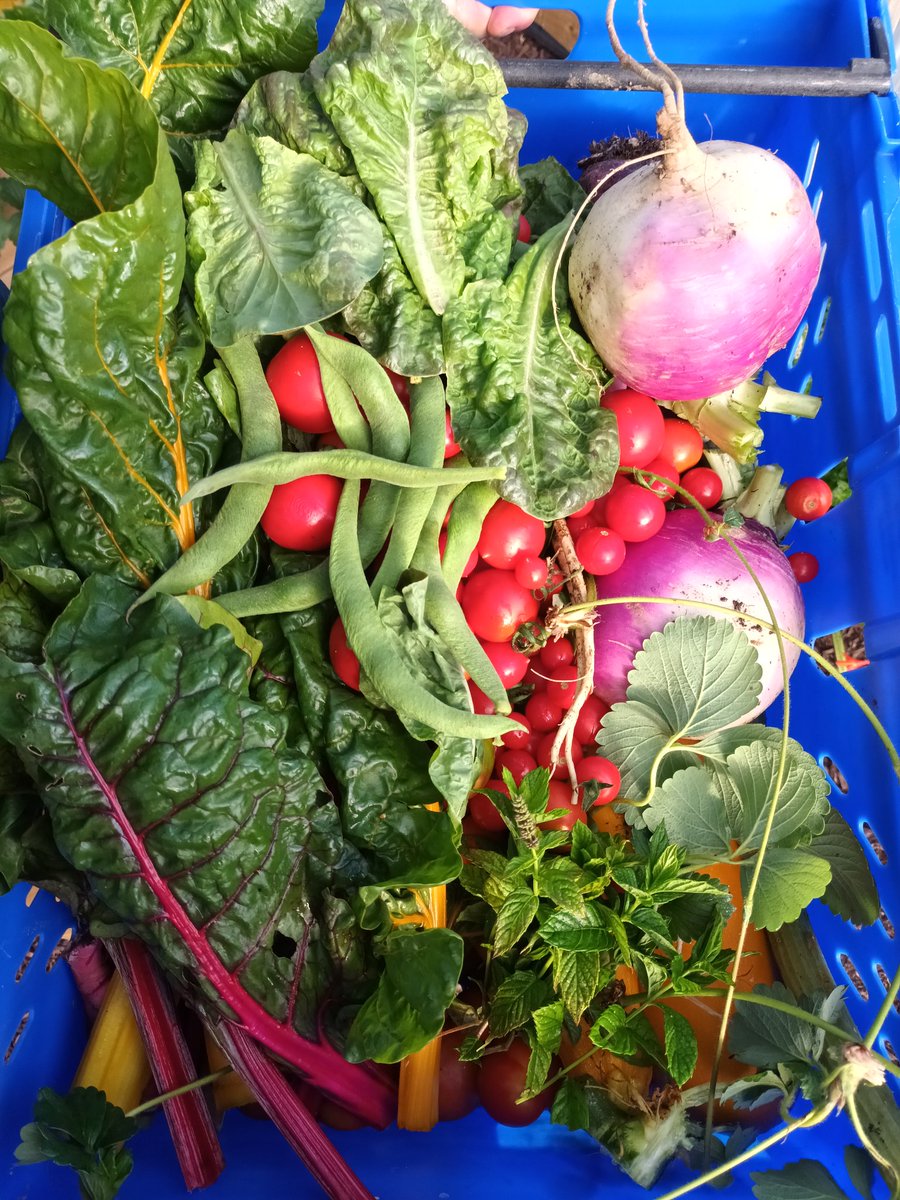 Polytunnel produce off to <a href="/feed_cork/">Feed Cork</a>