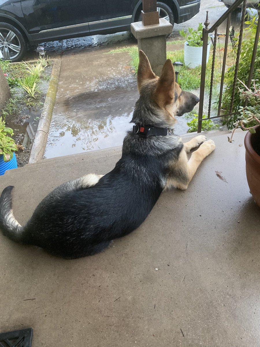 leahlea19's tweet photo. @WFAADaybreak @SoniaAzadTV #iamup here’s Jolene! #NationalDogDay https://t.co/Sskq2Tkz3L