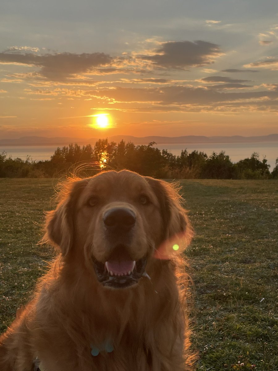 Happy #NationalDogDay to my fav pup, Vimy the golden and all the great doggos out there