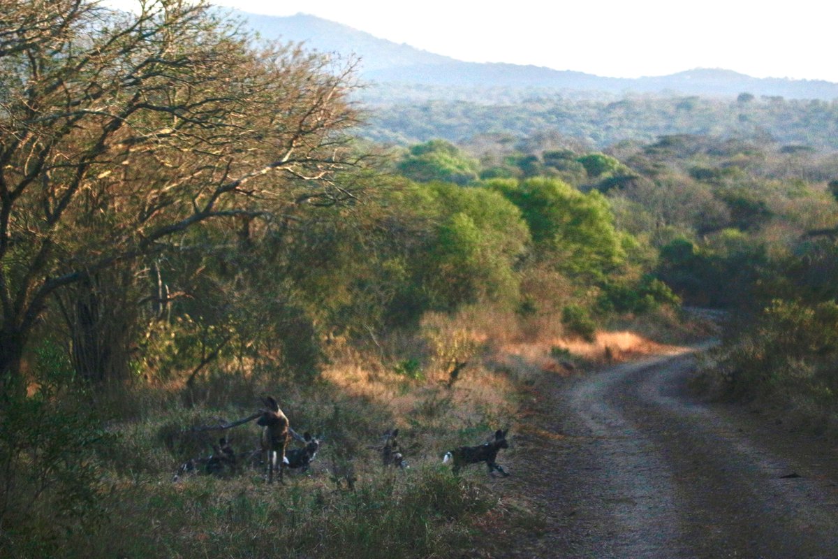 wildlifeact's tweet photo. Great news from @SomkhandaKZN !
While following up on the Wild Dog pack recently, the Wildlife ACT and Somkhanda field team was spoiled with the first ever sighting of this denning season’s pups!
#WorldAfricanWildDogDay #FordWildlifeFoundation
#PAMCo #EmvokweniCommunityTrust https://t.co/Bu6NuE3TIY