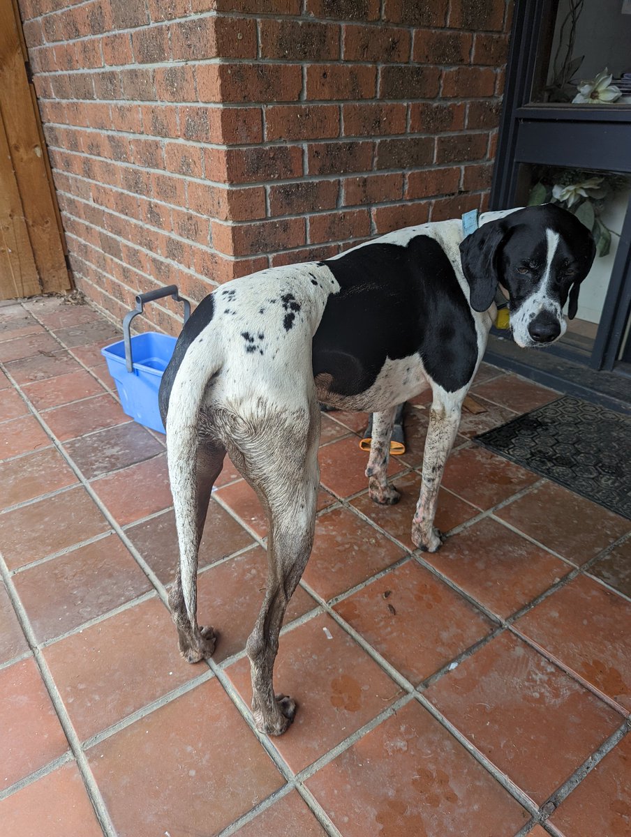 ginamcbina's tweet photo. @jacsvoice Jupiter had an extra fun run in the mud to celebrate. Thanks Pepper! https://t.co/xsh5wYRv4t